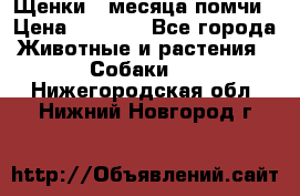 Щенки 4 месяца-помчи › Цена ­ 5 000 - Все города Животные и растения » Собаки   . Нижегородская обл.,Нижний Новгород г.